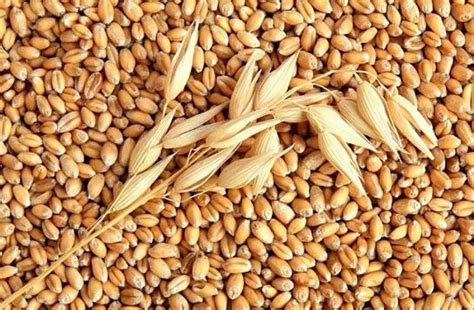 Barley: Un Trésor Agricole pour la Fabrication de Bière et le Fourrage Animal !