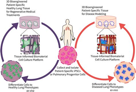 Fibrinogen: Un Biomatériau Naturel pour la Régénération Tissulaire et les Applications Médicale Avancées !